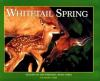 Whitetail_spring