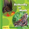 Butterfly_or_moth