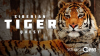 Nature_-_Siberian_Tiger_Quest