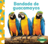 Bandada_de_guacamayos__Macaw_Flock_